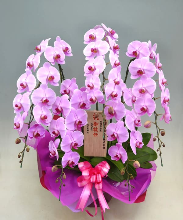 胡蝶蘭ピンク ひときわ豪華なピンク花の花5本立ち商品