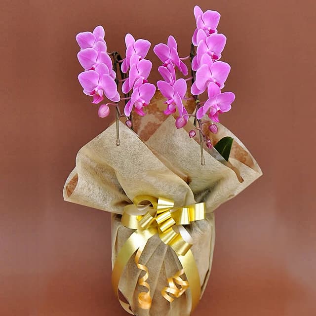 誕生日プレゼント 花 胡蝶蘭 ミディー　ピンク色 花2本立ち