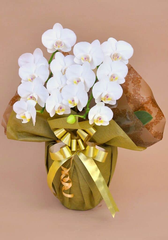 誕生日プレゼント用の花 胡蝶蘭ミディー 白色 花2本立ち