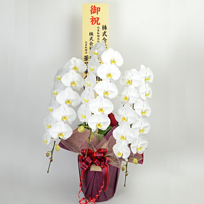 東京近郊都市今日配送用胡蝶蘭3本立ち