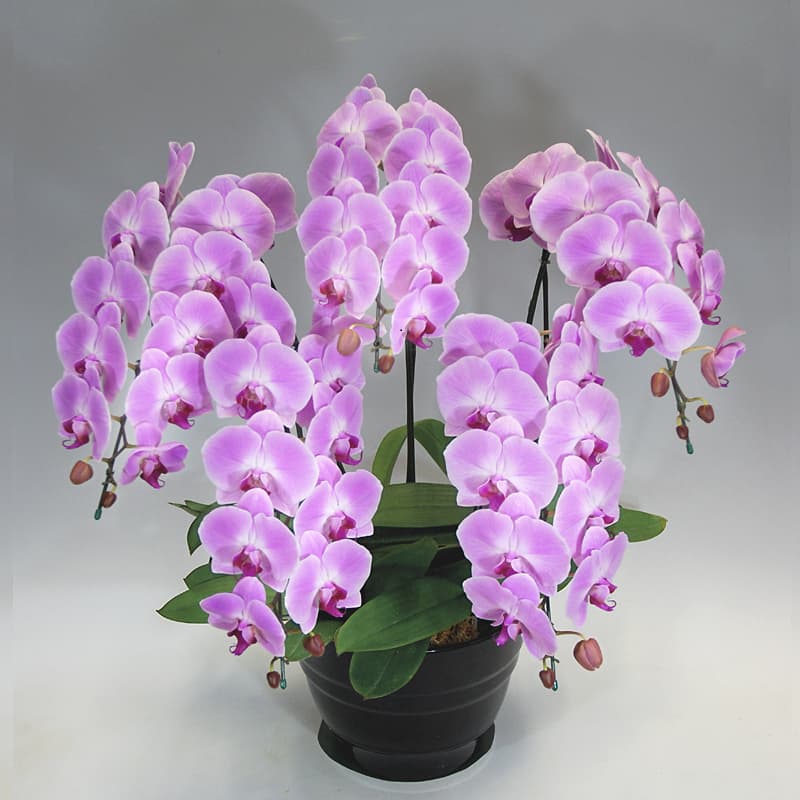 胡蝶蘭ピンク花5本