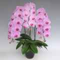 胡蝶蘭 高級ピンク 誕生日のお祝い用 花3本立ち 「桃 梅」 30輪前後