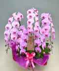 胡蝶蘭ピンク ひときわ豪華なピンク花の花5本立ち商品