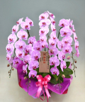 胡蝶蘭ピンク ひときわ豪華なピンク花の花5本立ち商品