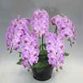 胡蝶蘭ピンク花5本