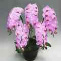 胡蝶蘭 高級ピンク 大企業様お祝い用　花5本立ち 「DX桃 竹」55輪前後