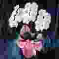 胡蝶蘭