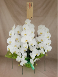 胡蝶蘭　DX桐 　大輪花50輪
