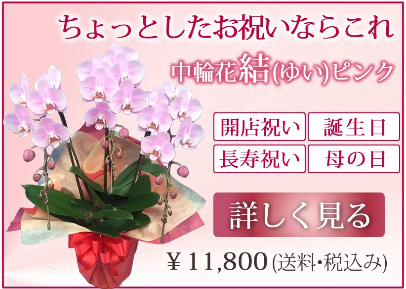 ちょっとしたお祝いならコレ胡蝶蘭、結ピンク