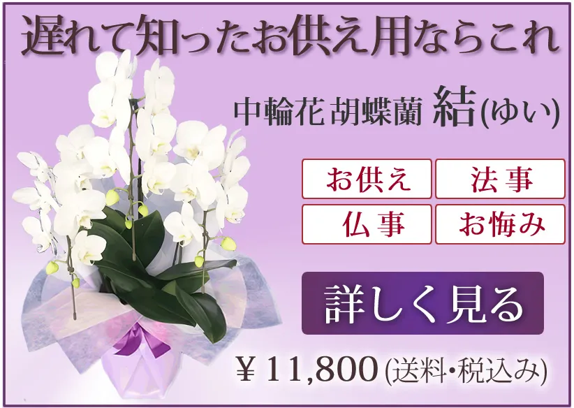 遅れて知ったお供え用にコレ胡蝶蘭結