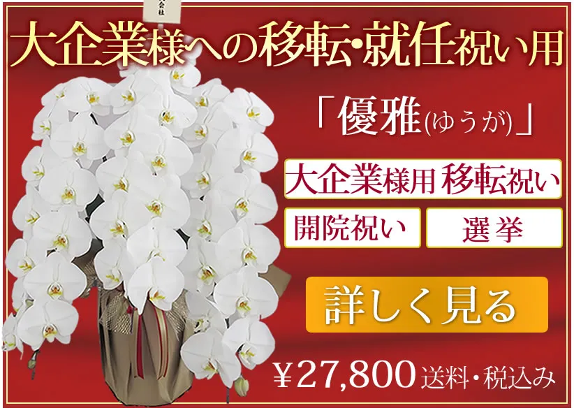 胡蝶蘭がズラリと並びそうなお祝いなら優雅