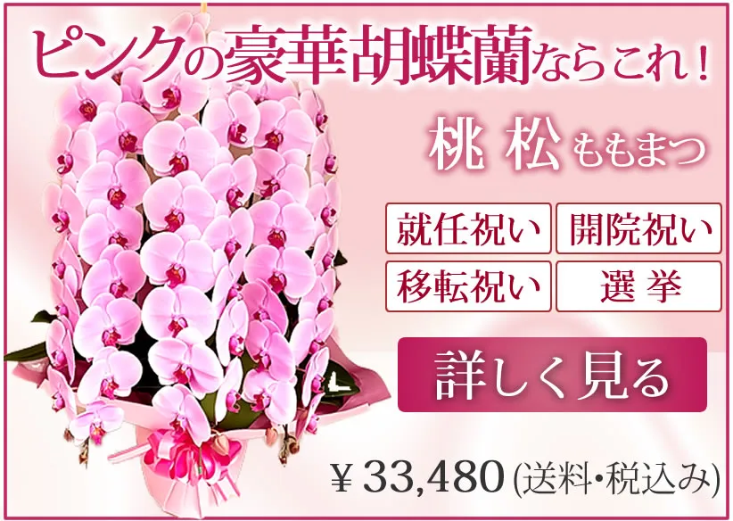 ピンクの豪華胡蝶蘭なら桃シリーズ