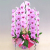 胡蝶蘭ピンク ひときわ豪華なピンク花の花3本立ち商品