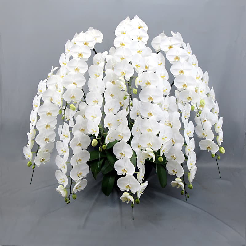 胡蝶蘭 花10本立ち