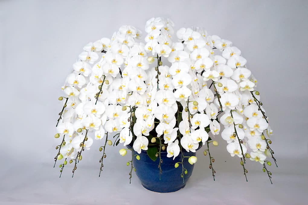 胡蝶蘭 花20本立ち