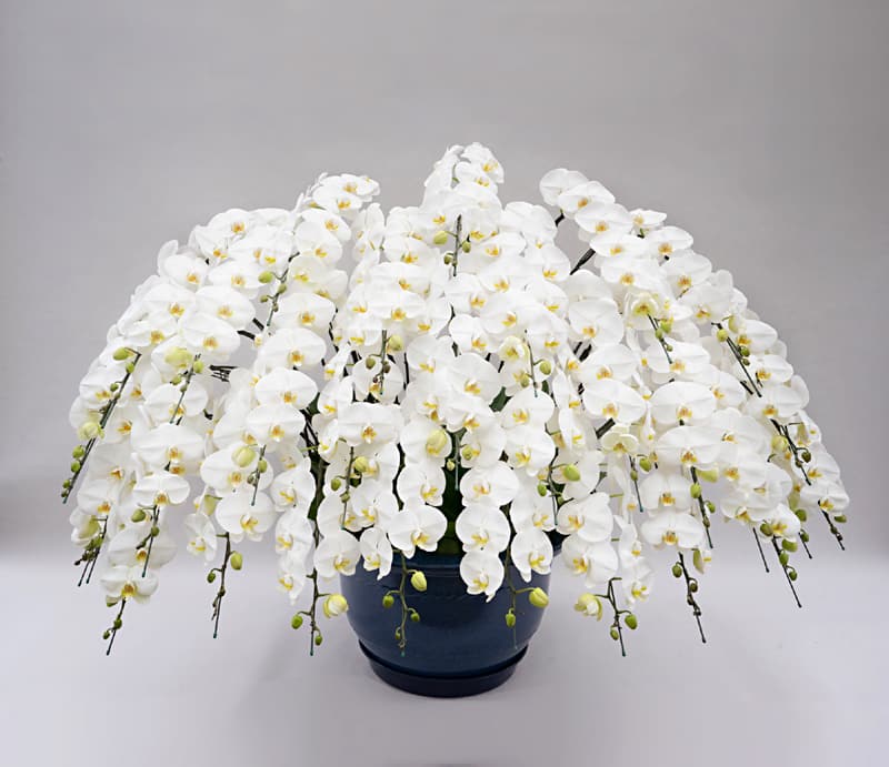 胡蝶蘭 花30本立ち