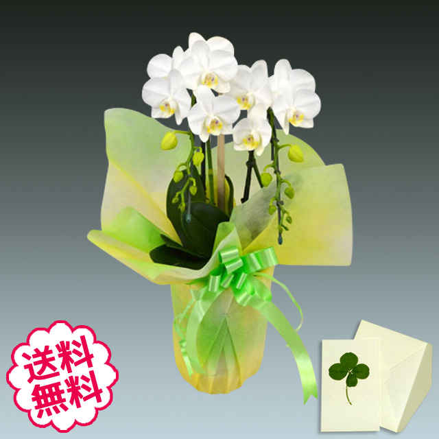 胡蝶蘭　ミディ　アマビリス　２本立以上