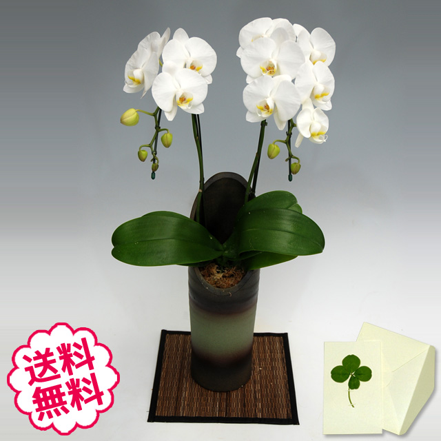 胡蝶蘭　ミディ　ダイヤモンドスター　「和鉢 かぐや」（敷物付）　２本立以上