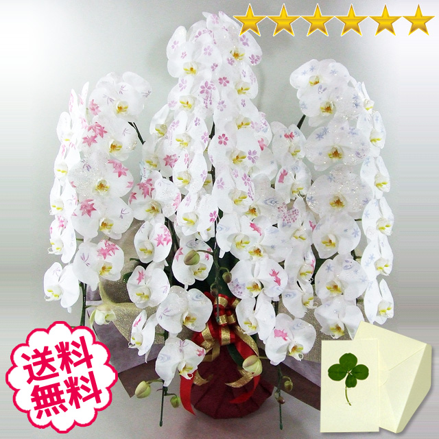 化粧蘭　大輪胡蝶蘭　５本立　60輪前後（つぼみ含む）