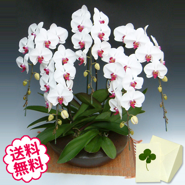 胡蝶蘭　大輪　リップ（紅白）　「和鉢 まどか」（敷物付）　５本立