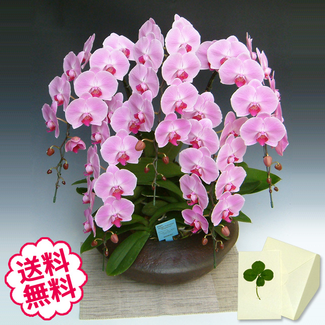 胡蝶蘭　大輪　ピンク　「和鉢 まどか」（敷物付）　５本立