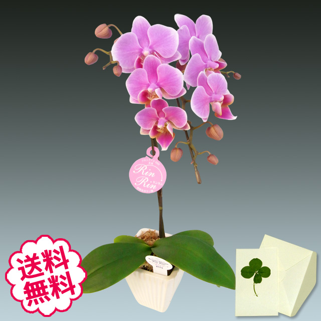 胡蝶蘭　ミディ　1本立　4号