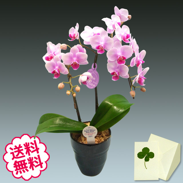 胡蝶蘭　ミディ　2本立（4号チュンリー）