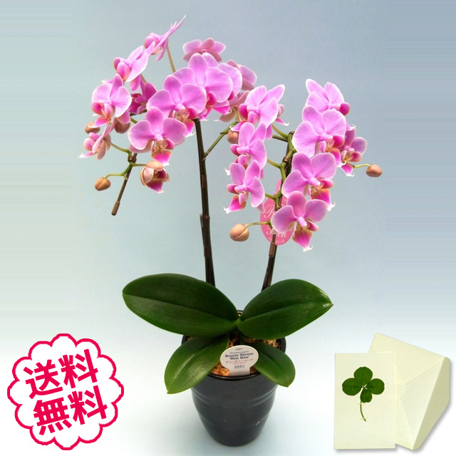 胡蝶蘭　ミディ　2本立（4.5号）