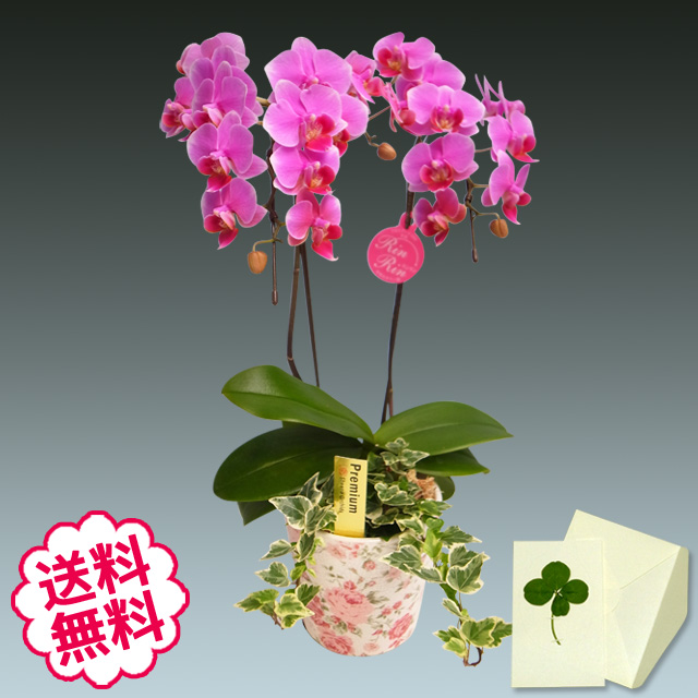 胡蝶蘭　ミディ　2本立　花柄鉢　観葉寄せ