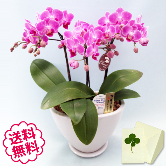 胡蝶蘭　ミディ　3本立　白舟形鉢