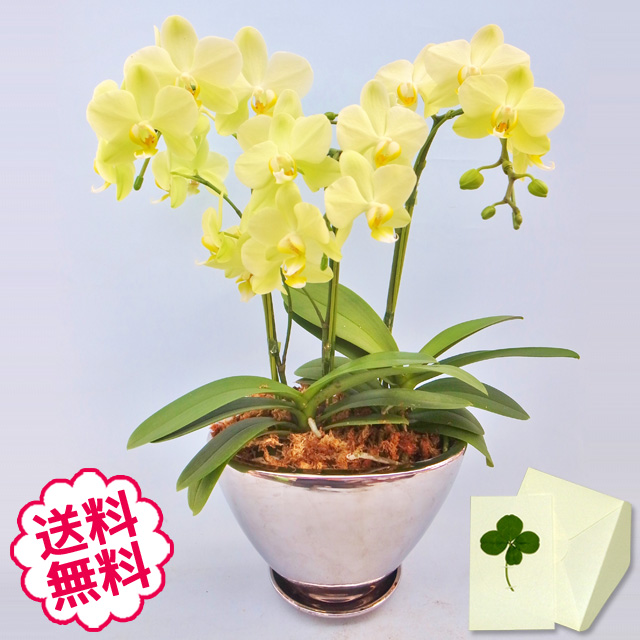胡蝶蘭　ミディ　3本立　シルバー舟型鉢