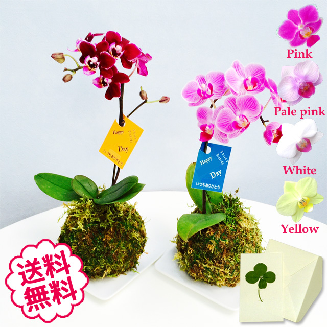 マイクロ胡蝶蘭　苔玉
