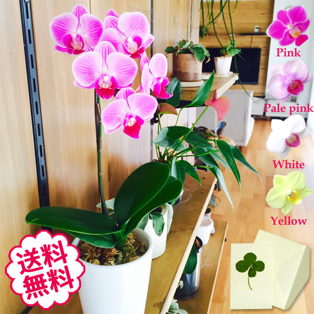マイクロ胡蝶蘭　1本立