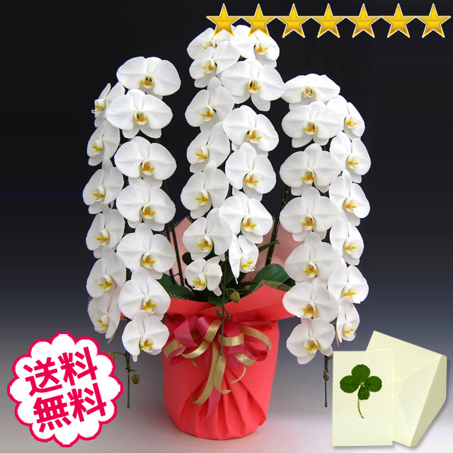 胡蝶蘭　大輪　白・ピンク・リップ（紅白）　３本立　46輪前後（つぼみ含む）