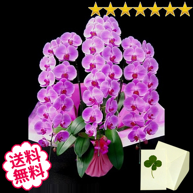 胡蝶蘭　大輪　白・ピンク・リップ（紅白）　３本立　51輪前後（つぼみ含む）
