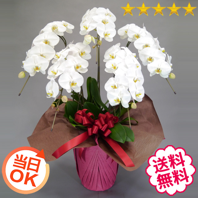 胡蝶蘭　大輪　白・ピンク・リップ（紅白）　５本立　50輪前後（つぼみ含む）[当日配達｜東京23区、名古屋・大阪・福岡市内]