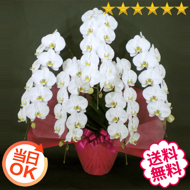 胡蝶蘭　大輪　白・ピンク・リップ（紅白）　５本立　65輪前後（つぼみ含む）[当日配達｜東京23区、名古屋・大阪・福岡市内]