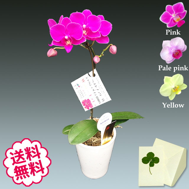胡蝶蘭　テーブル　1本立 BOX入り　小タイプ