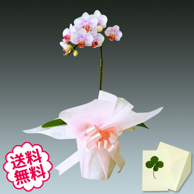胡蝶蘭　テーブル　1本立