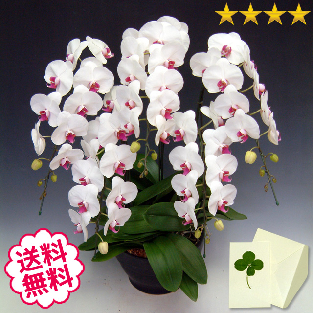 胡蝶蘭　大輪　リップ（紅白）　５本立　45輪前後（つぼみ含む）