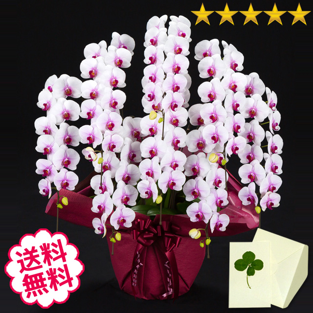 胡蝶蘭　大輪　リップ（紅白）　8本立88輪前後（つぼみ含む）