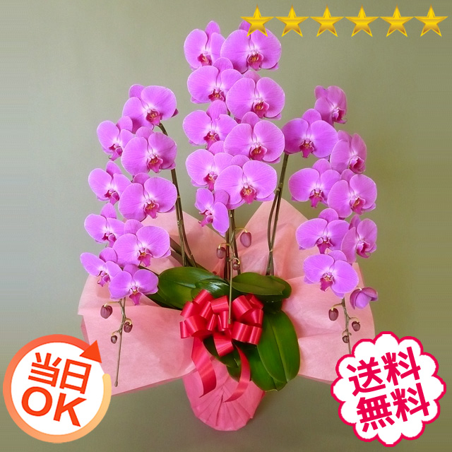 胡蝶蘭　大輪　ピンク　３本立　35輪前後（つぼみ含む）[当日配達｜東京23区、名古屋・大阪・福岡市内]