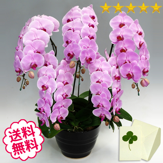 胡蝶蘭　大輪　ピンク　５本立　55輪前後（つぼみ含む）