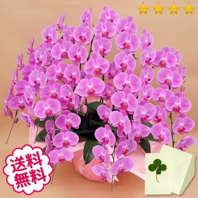 胡蝶蘭　大輪　ピンク　７本立　63輪前後（つぼみ含む）