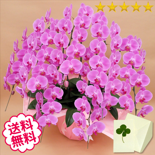 胡蝶蘭　大輪　ピンク　７本立　77輪前後（つぼみ含む）