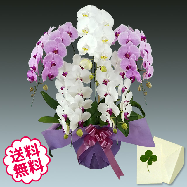 卒業・入学 ギフト  胡蝶蘭 大輪 ミックス（白+ピンク+リップ（紅白）寄せ） ５本立 45輪前後（つぼみ含む）