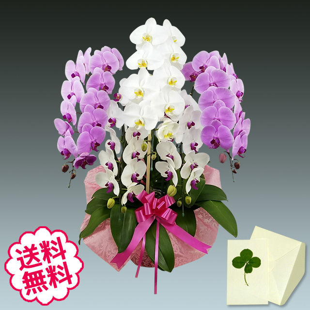 お中元 ギフト  胡蝶蘭 ギフト 大輪 ミックス（白+ピンク+リップ）5本立55輪前後（ツボミ含む）