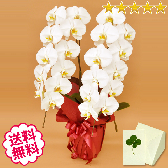 胡蝶蘭　大輪　白　２本立　22輪前後（つぼみ含む）