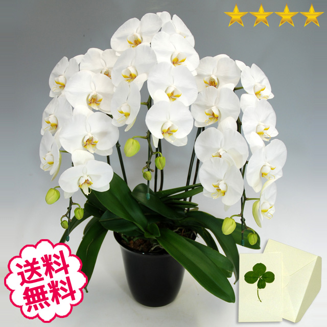 胡蝶蘭　大輪　白　３本立　25輪前後（つぼみ含む）