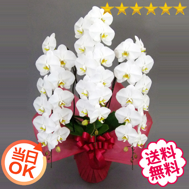 胡蝶蘭　大輪　白　３本立　43輪前後（つぼみ含む）[当日配達｜東京23区、名古屋・大阪・福岡市内]